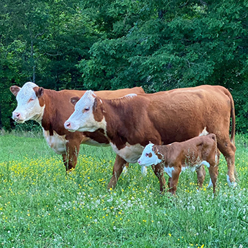 Cattle at Walnut Ridge Farm in Riceville, TN