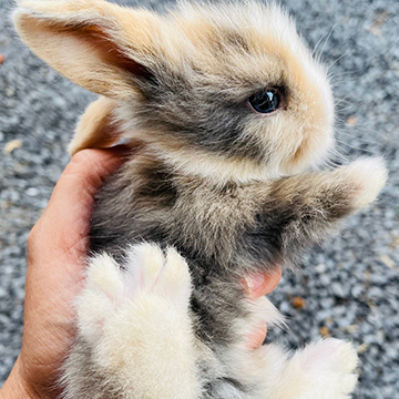 Rabbits at Walnut Ridge Farm in Riceville, TN