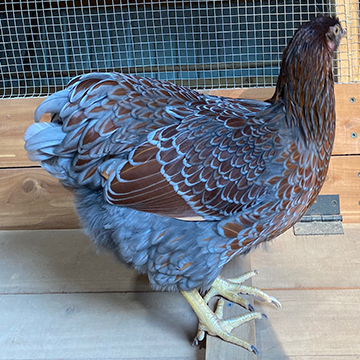 Poultry at Walnut Ridge Farm in Riceville, TN